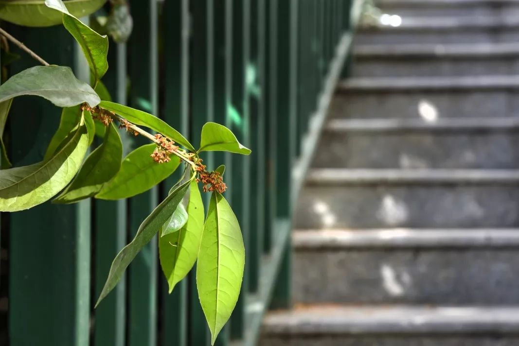 对不起，今年的华师桂花迟到了！