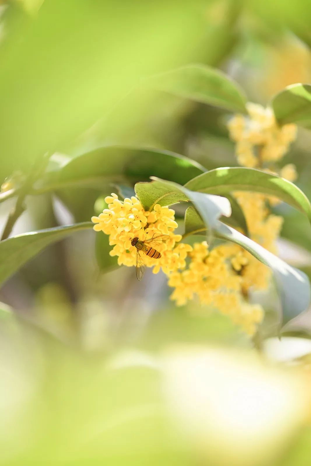 对不起，今年的华师桂花迟到了！