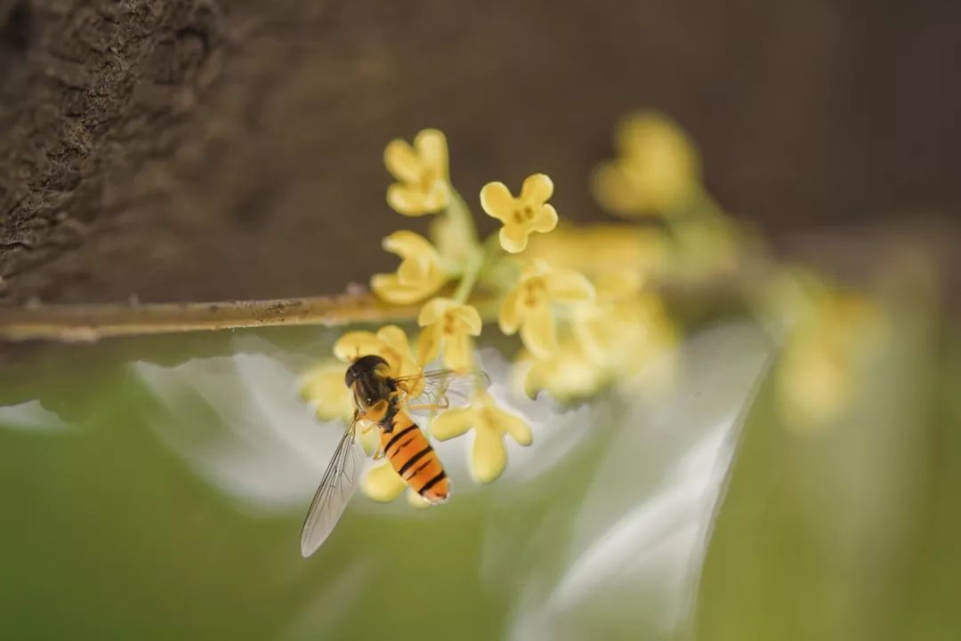 对不起，今年的华师桂花迟到了！