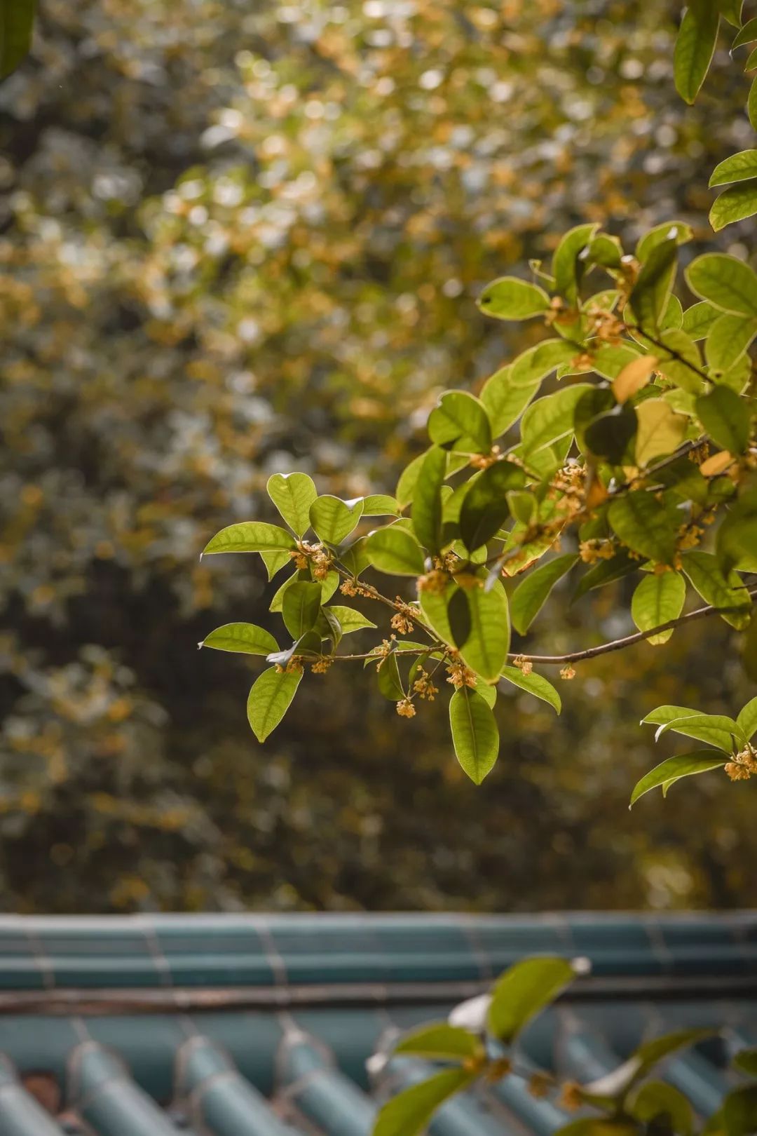 对不起，今年的华师桂花迟到了！