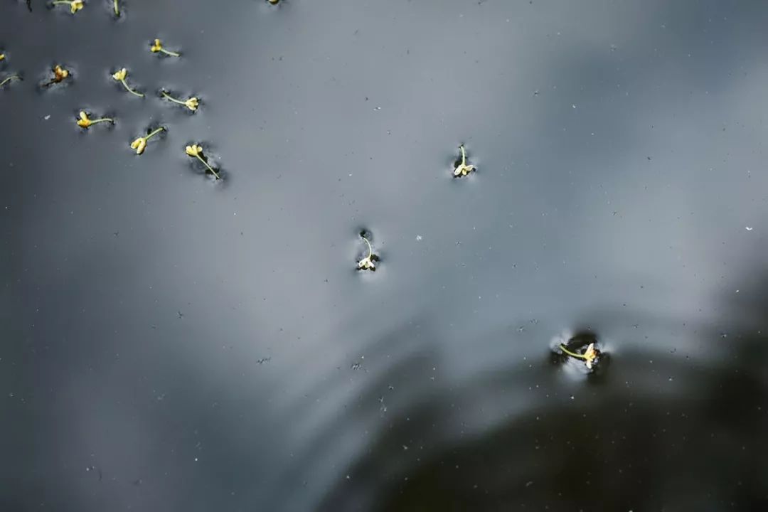 对不起，今年的华师桂花迟到了！