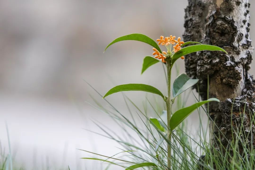 对不起，今年的华师桂花迟到了！