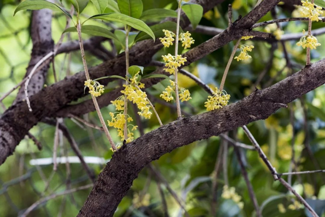 对不起，今年的华师桂花迟到了！