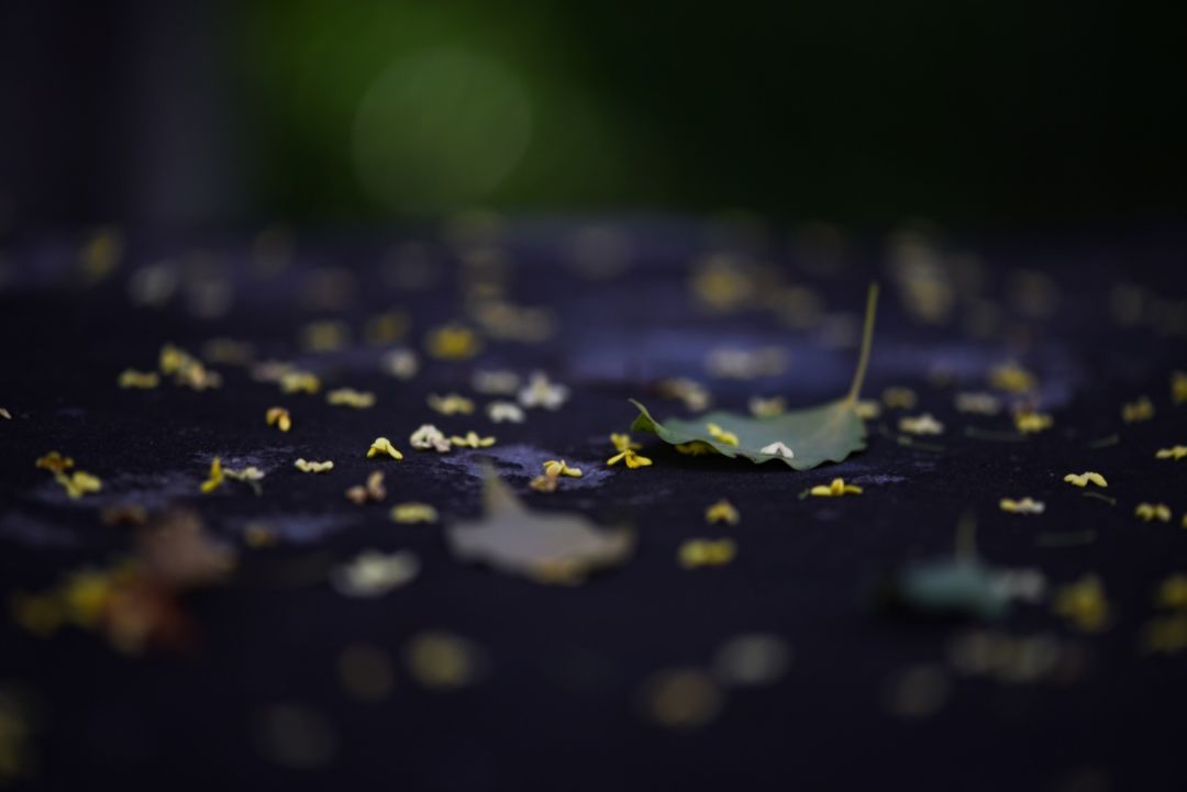 对不起，今年的华师桂花迟到了！