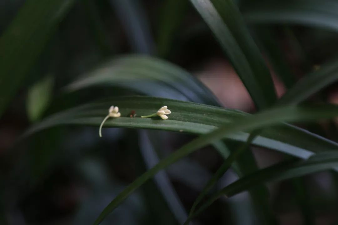 对不起，今年的华师桂花迟到了！