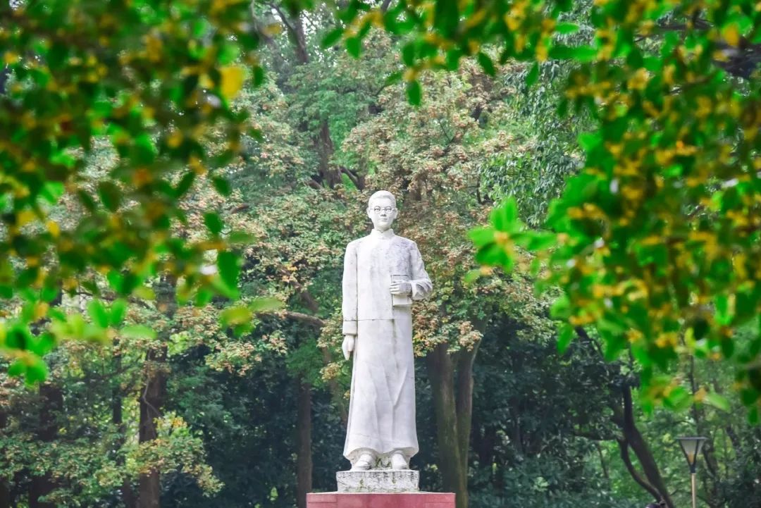 对不起，今年的华师桂花迟到了！