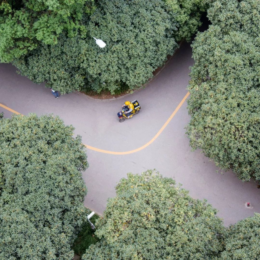 对不起，今年的华师桂花迟到了！