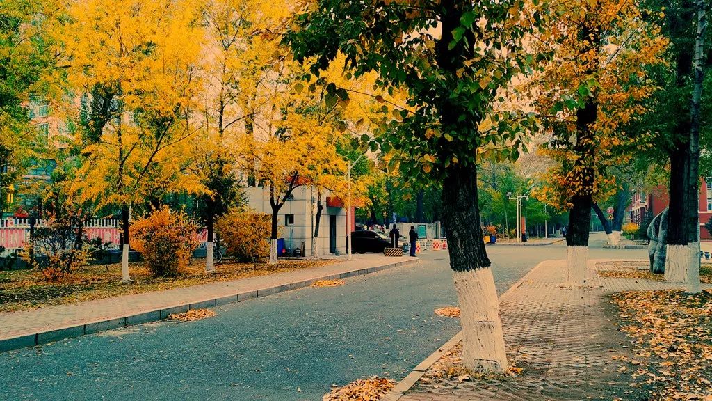 今日霜降，齐大校园如诗如画！