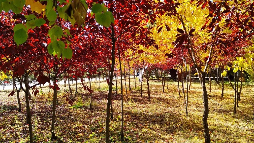 今日霜降，齐大校园如诗如画！