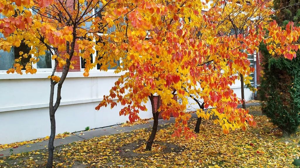 今日霜降，齐大校园如诗如画！