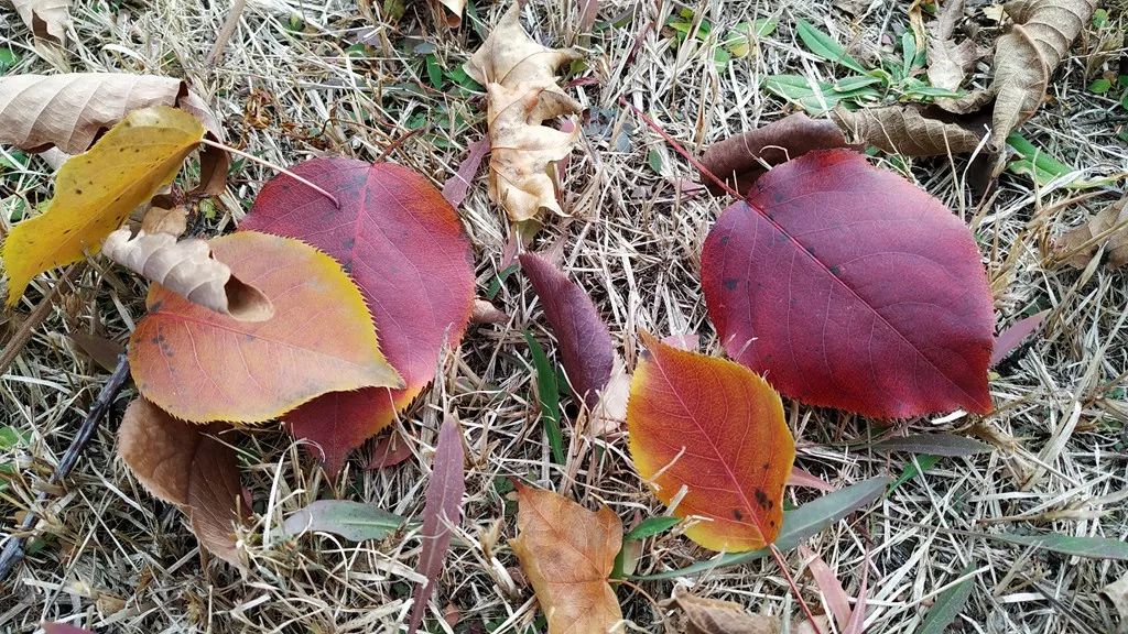 今日霜降，齐大校园如诗如画！