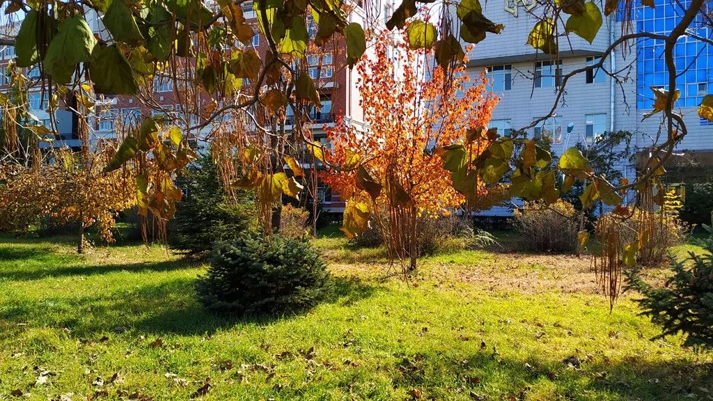 今日霜降，齐大校园如诗如画！