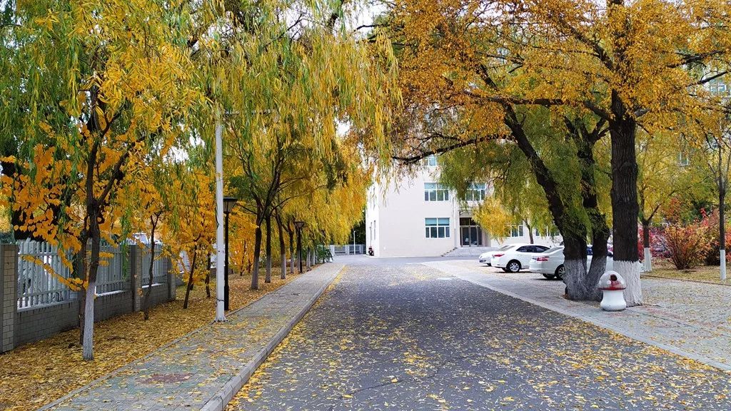 今日霜降，齐大校园如诗如画！