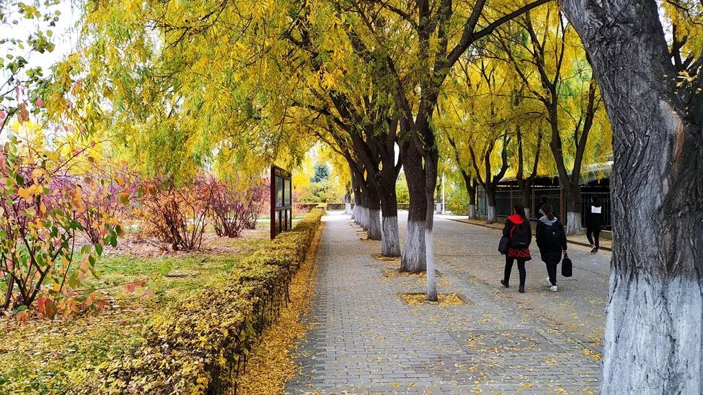 今日霜降，齐大校园如诗如画！