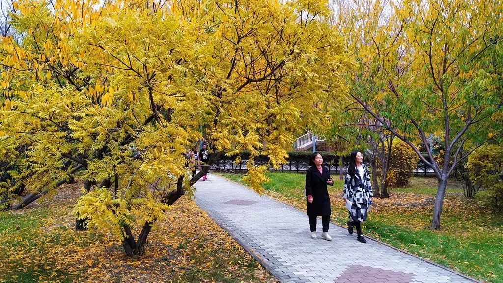 今日霜降，齐大校园如诗如画！