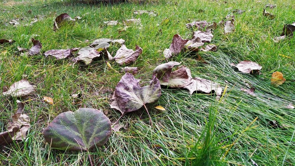 今日霜降，齐大校园如诗如画！