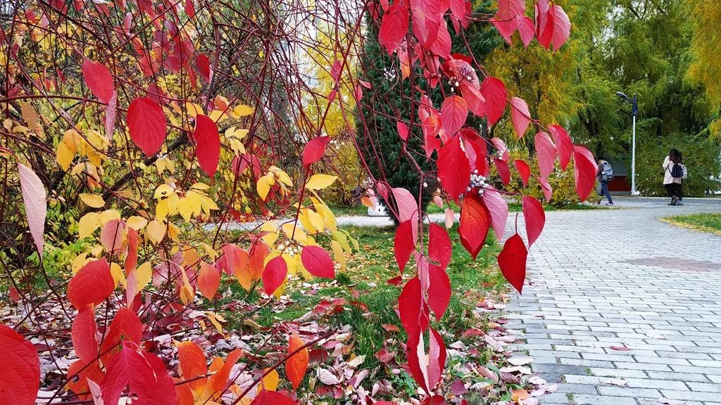 今日霜降，齐大校园如诗如画！