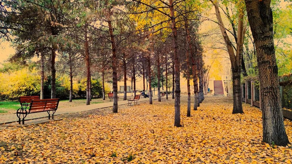 今日霜降，齐大校园如诗如画！