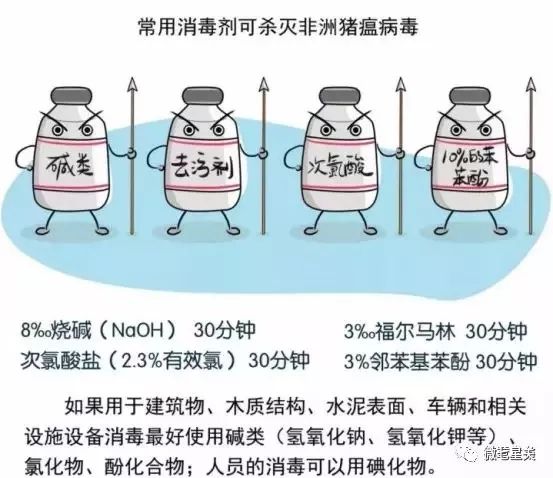 非洲猪瘟不传人，正规渠道猪肉放心吃！