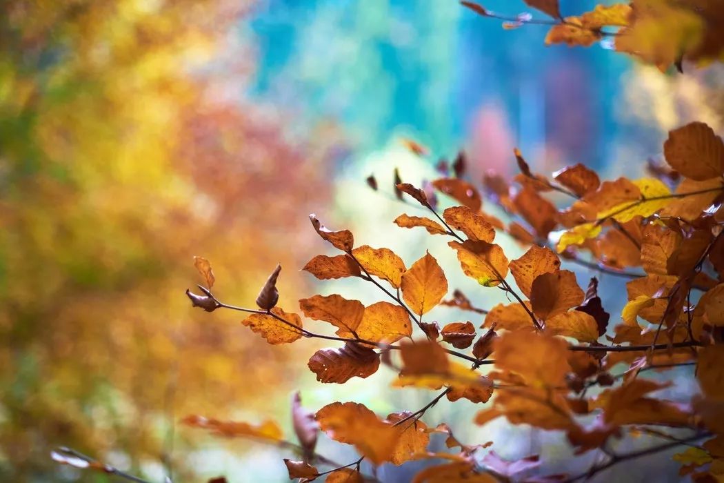 古人眼中深秋时节有多美，让这几首诗词来告诉你