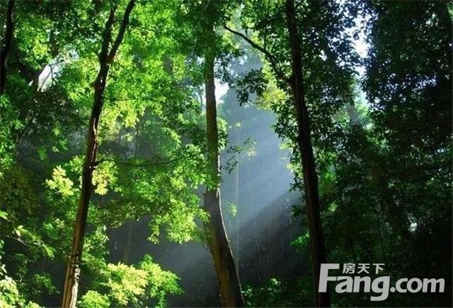 西双版纳之—感受雨林精致度假生活，感恩野象谷带来的灵动诗意！