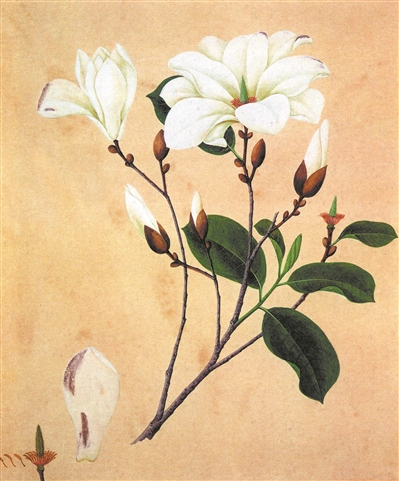 十三行的画师帮助广州的花驰名海外。