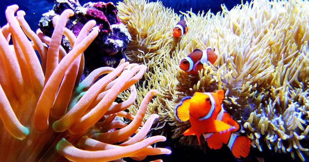 珊瑚是动物还是植物(珊瑚鲜为人知的秘密)
