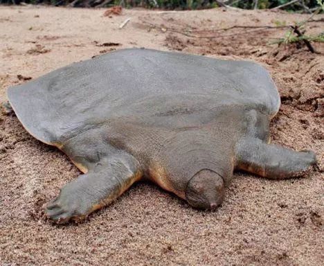 撰文:黄昊礽龟,俗称乌龟,泛指龟鳖目的所有成员,是现存最古老的爬行