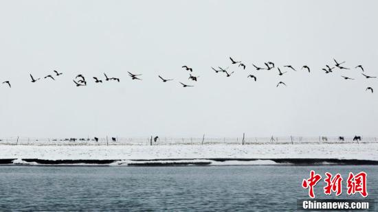 冰雪、飞禽勾勒出青海湖冬日“水墨画”