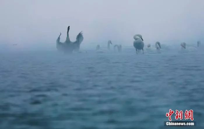 冰雪、飞禽勾勒中国内陆最大咸水湖青海湖冬日“水墨画”
