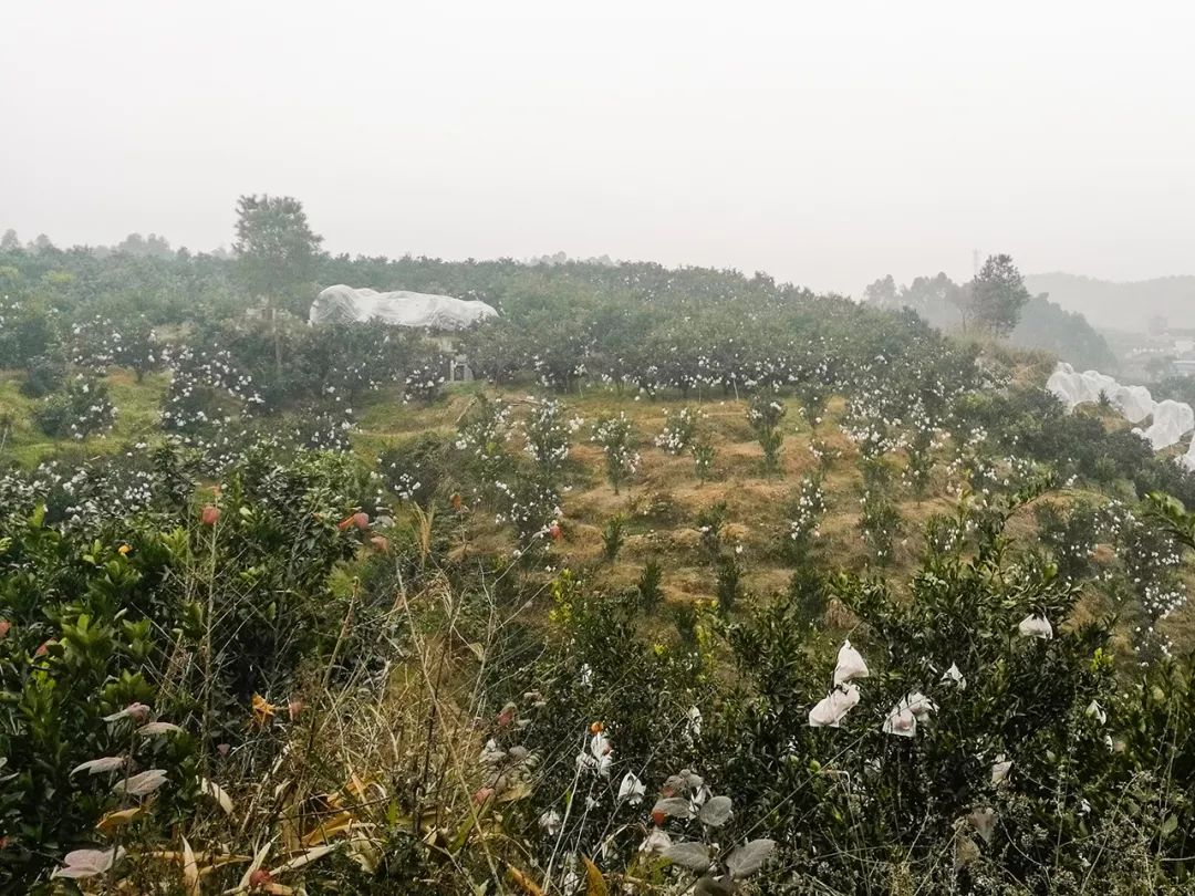 耙耙柑上火吗（这种水果嘴嘴爆汁口口是肉你吃过吗）