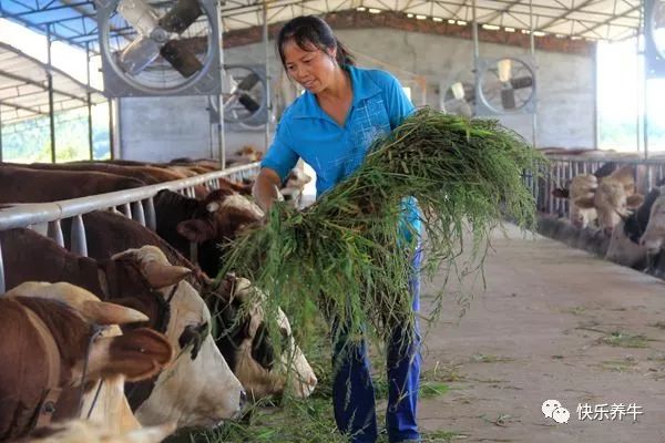 种草养牛可以吗？一亩地可以产多少吨牧草？