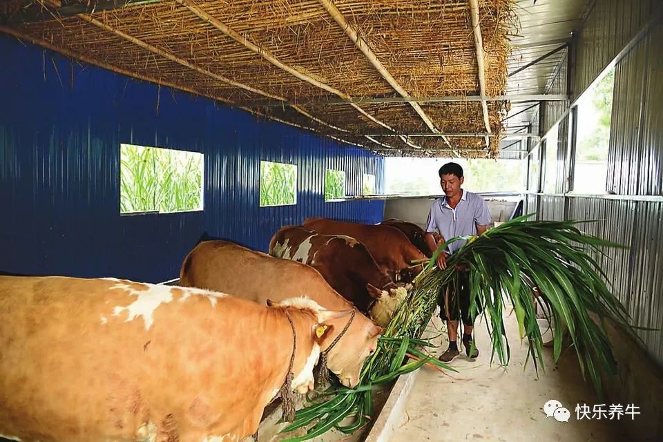 种草养牛可以吗？一亩地可以产多少吨牧草？