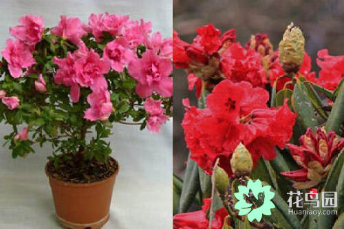 杜鹃花花期多长时间（手把手教你轻松养出漂亮的花卉）