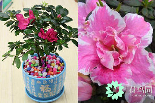 杜鹃花花期多长时间（手把手教你轻松养出漂亮的花卉）