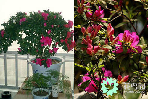杜鹃花花期多长时间（手把手教你轻松养出漂亮的花卉）