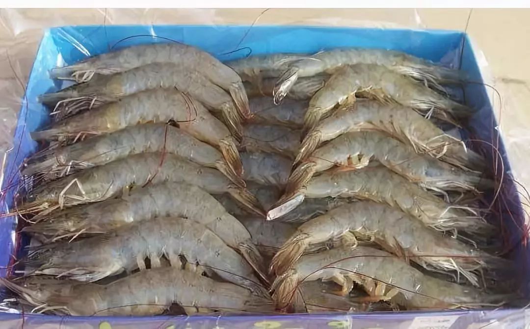 47,對蝦46,烏鱗鯧45,蝦潺44,鯧魚43,鰣魚42,帶魚41,瀨尿蝦(蝦姑)40,赤