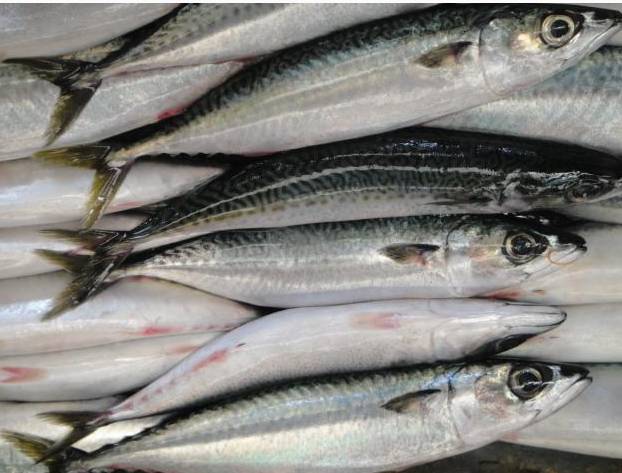 64,秋刀鱼65,鲍鱼(海耳)66,鲆鱼(鸦片鱼)67,海带68,鲑鱼(马哈鱼