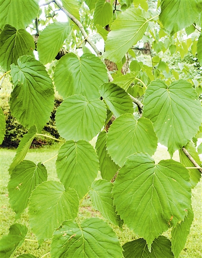 哪种植物的枝叶象征和平（中国鸽子树和平使者）