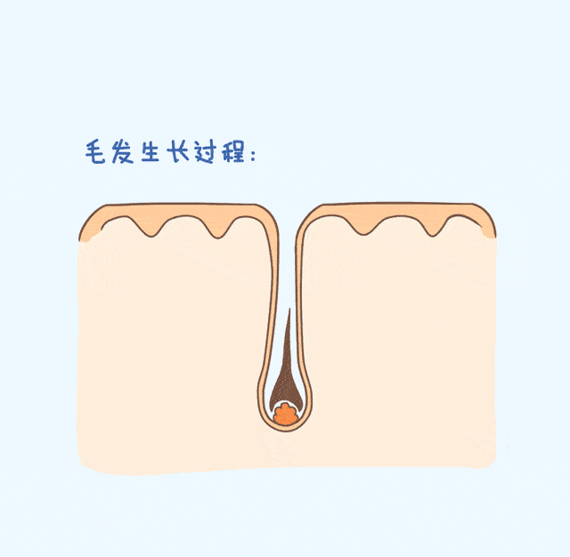 把杨幂顶上热搜、把富豪搞没命…“发际线”你可真牛昂