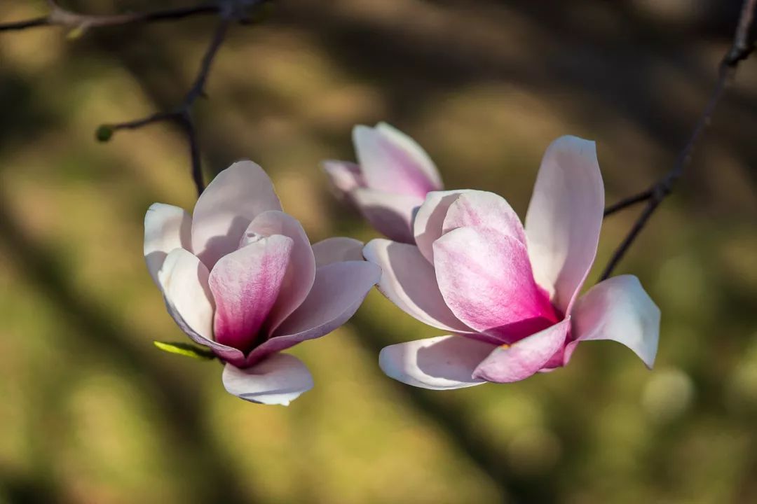 人大校花(人大校花，美！)