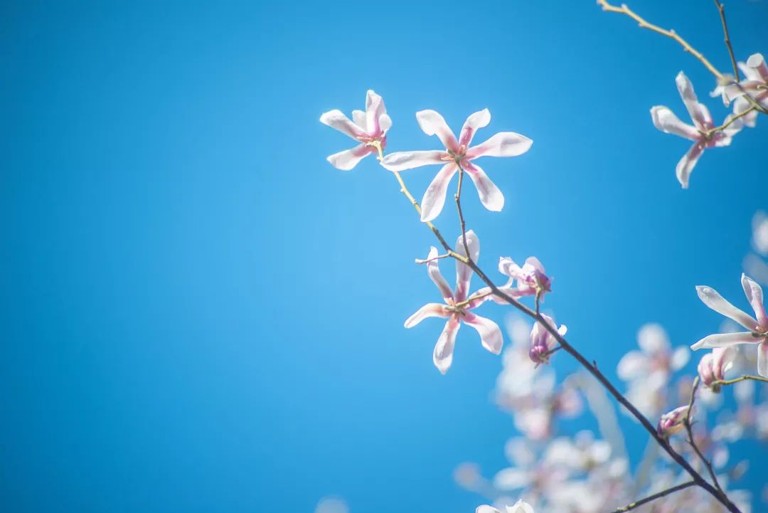 人大校花(人大校花，美！)