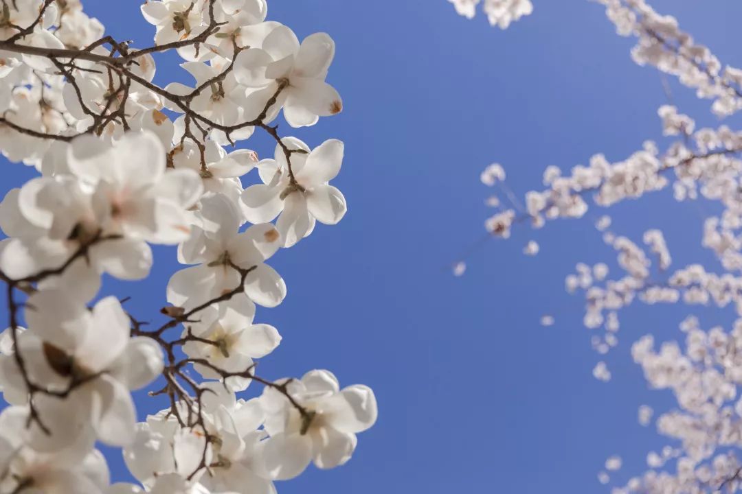 人大校花(人大校花，美！)