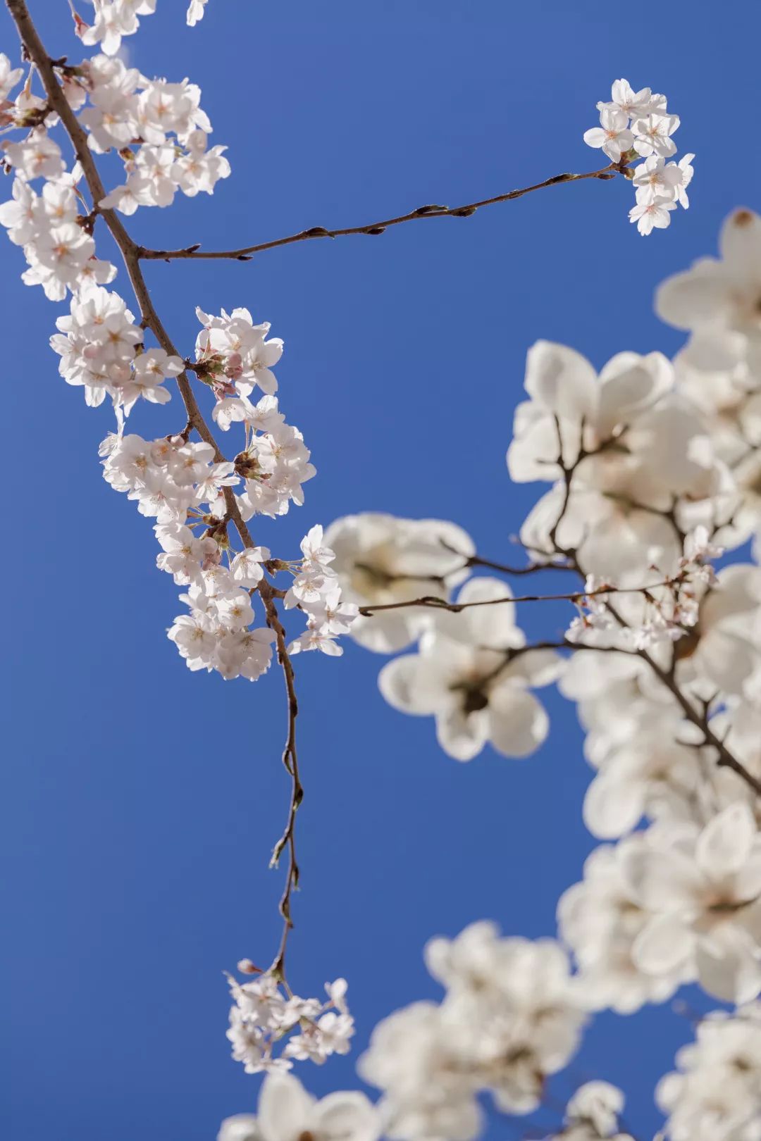 人大校花(人大校花，美！)