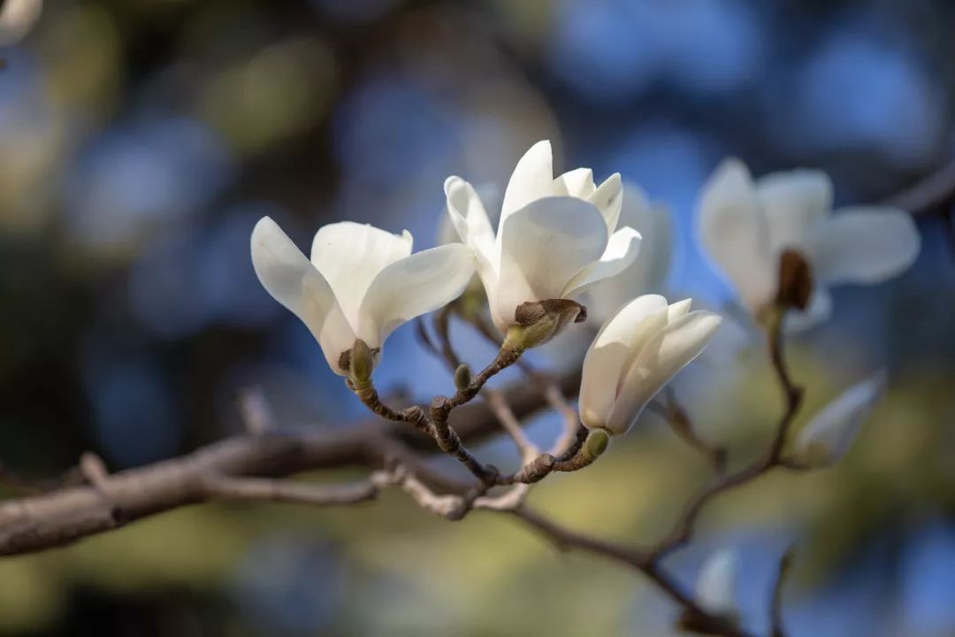 人大校花(人大校花，美！)