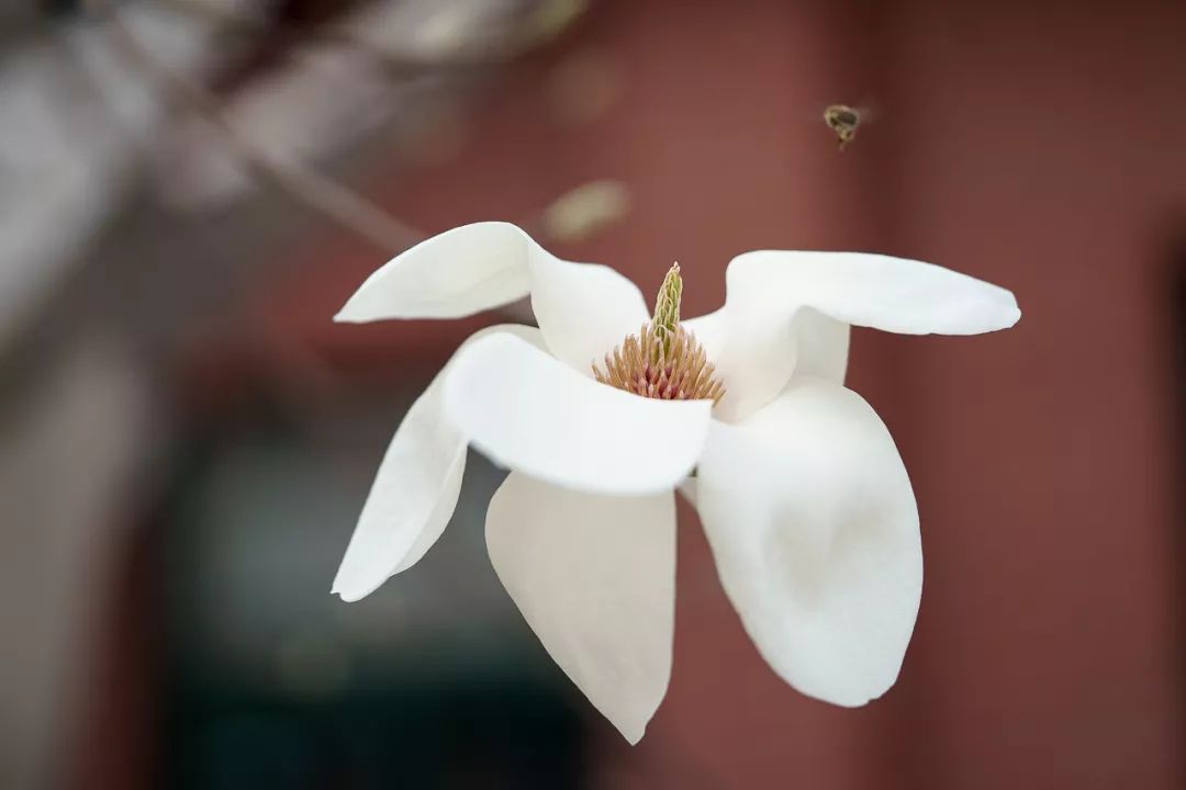 人大校花(人大校花，美！)