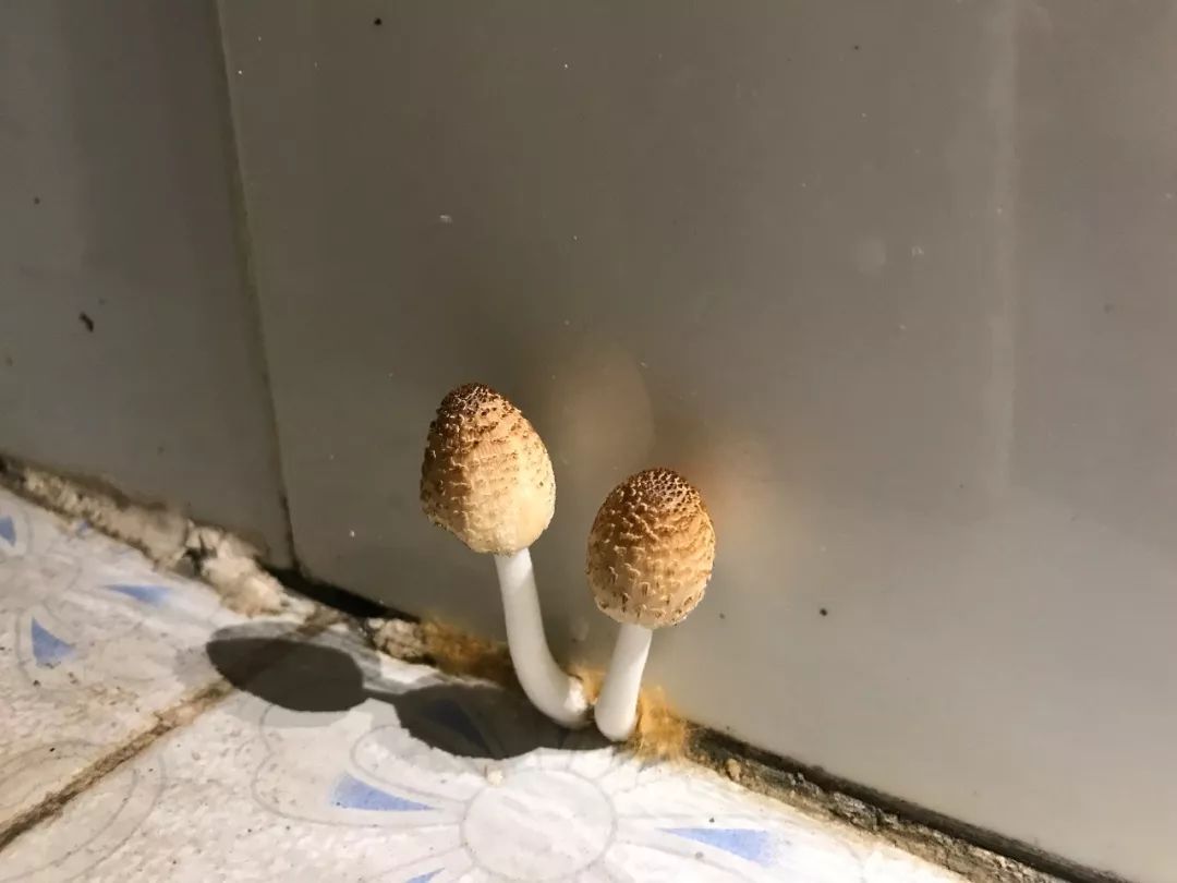 富川3月已湿到家里长蘑菇?千万别吃!