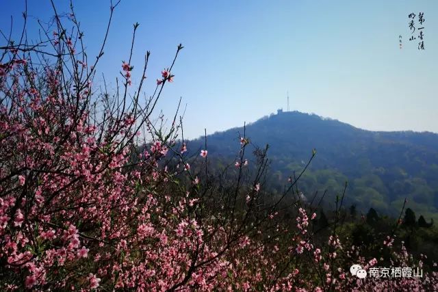 【栖霞山·植物百科】桃：人间四月芳菲尽，山寺桃花始盛开