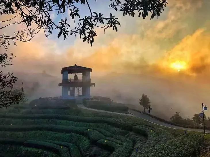 四月逃离，茶山寻春，我在云上的春天等你！