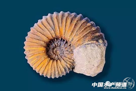 魷魚是魚嗎,魷魚是魚嗎,為什么